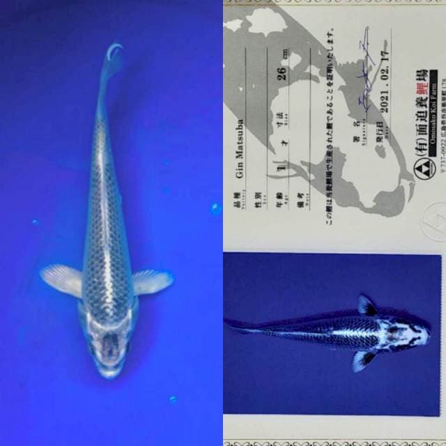 Gin Matsuba 27cm Import Omosako Koi Farm