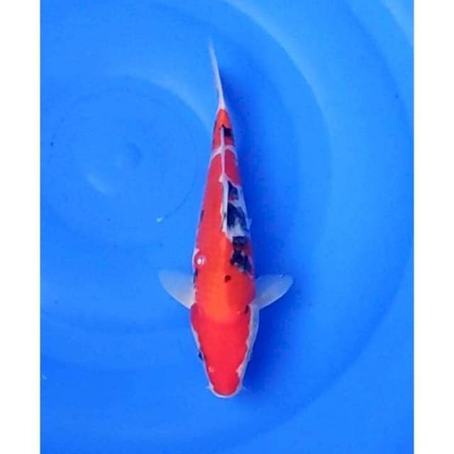 HQ Taisho Sanshoku / Sanke Original 24cm (F)