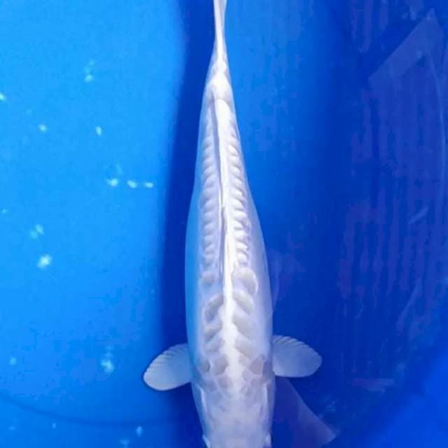 PLATINUM ARAGOKE SIZE 40bu/39cm
