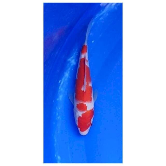 Kohaku 4step Original 23cm (F)