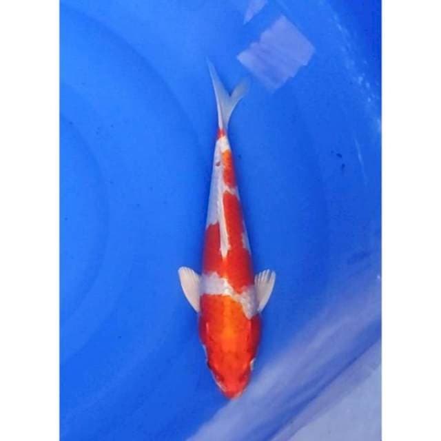 Kohaku Hikari Original Patern 27cm (F)