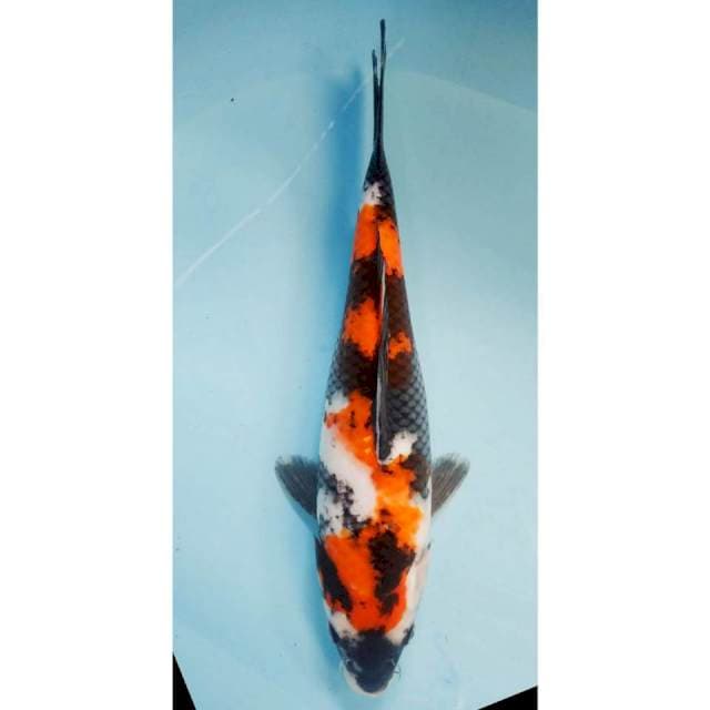 Showa 33cm