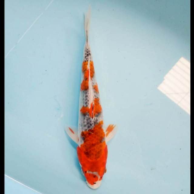 Ghosiki strong 28cm