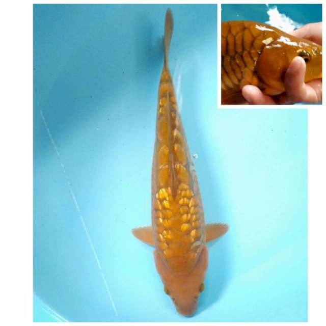 Chagoi Punuk Aragoke 32cm