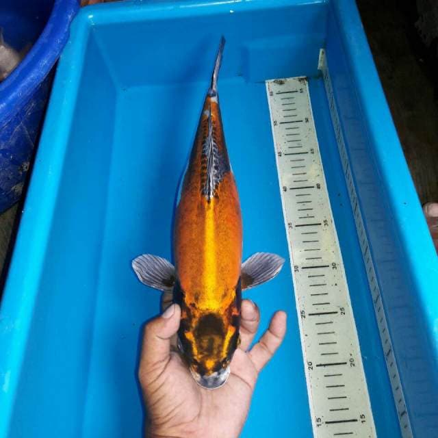 Kin kikokoryu