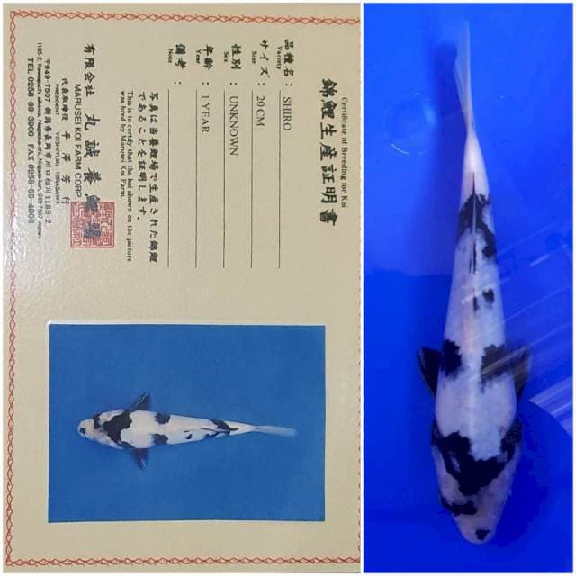 Shiro import Marusei 🇯🇵serti