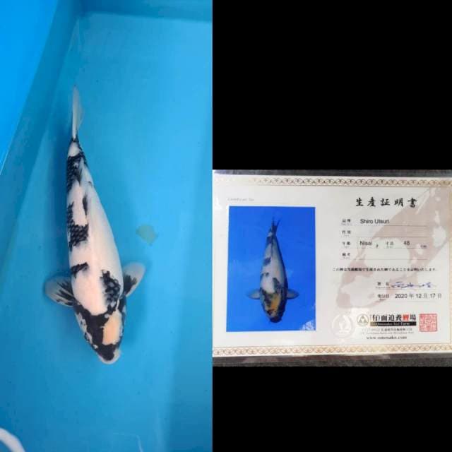 Shiro "Omosako" 50bu