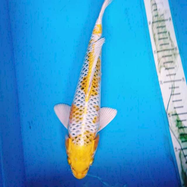 Hariwake 30 cm