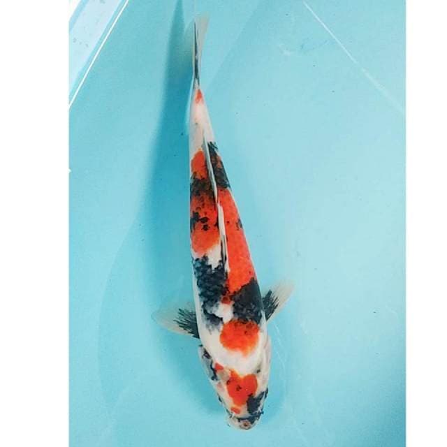 Showa Jantan 29cm