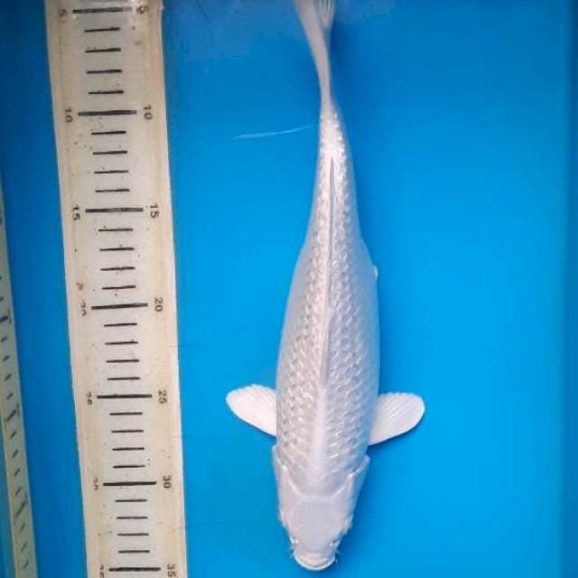Platinum gindrin 30cm
