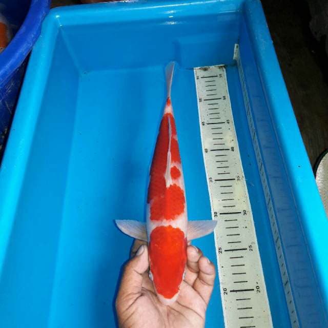 Red male goahiki