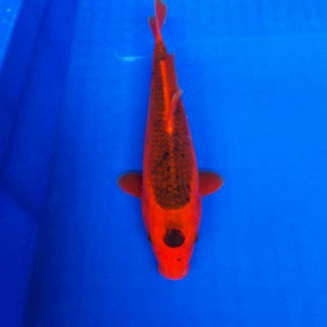 Tancho Akamatsuba 25cm