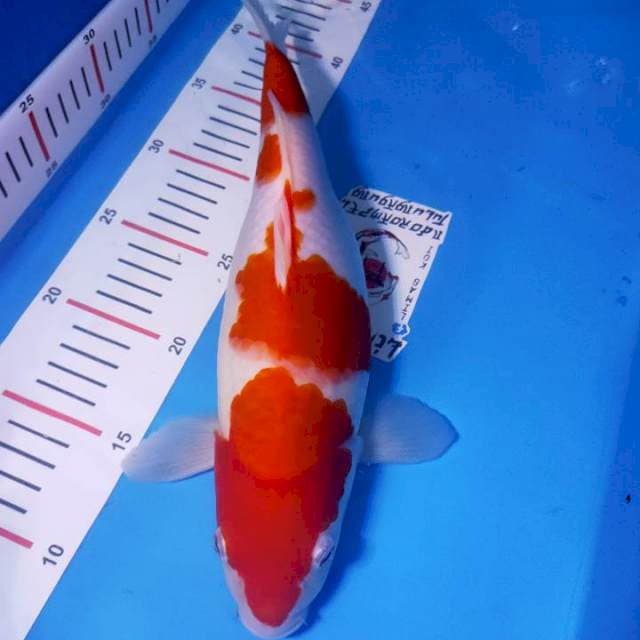 Kohaku merah merona,body BULKI