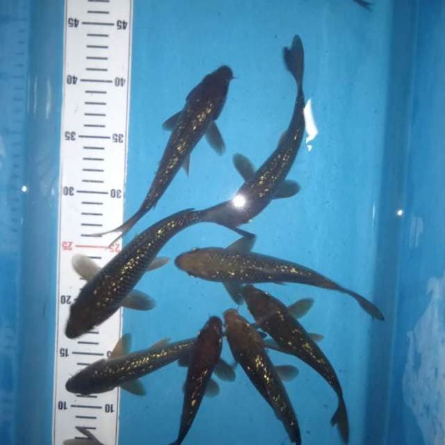 Chagoi Ginrin F1