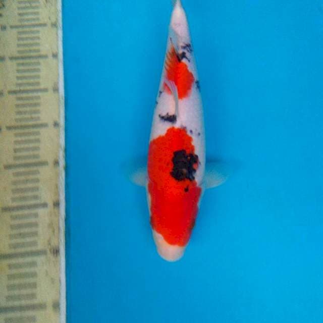 Sanke Strong 32cm
