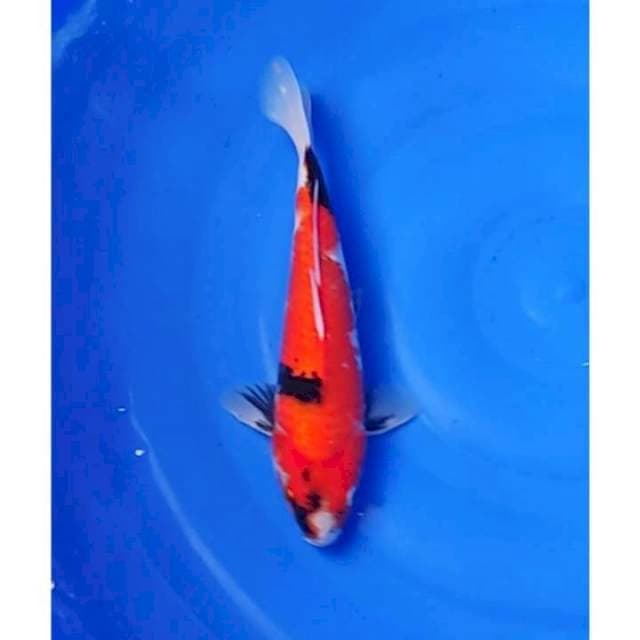 Showa Sanshoku Motogoro Seimbang 29cm (M)