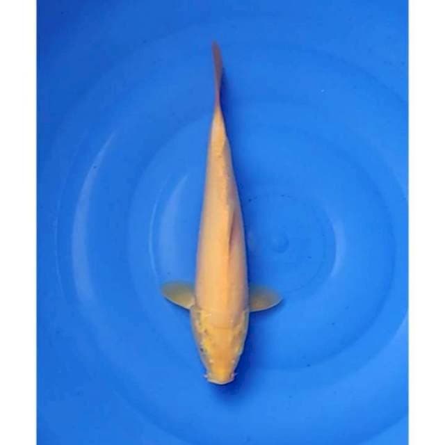 Karashi 32cm (F)