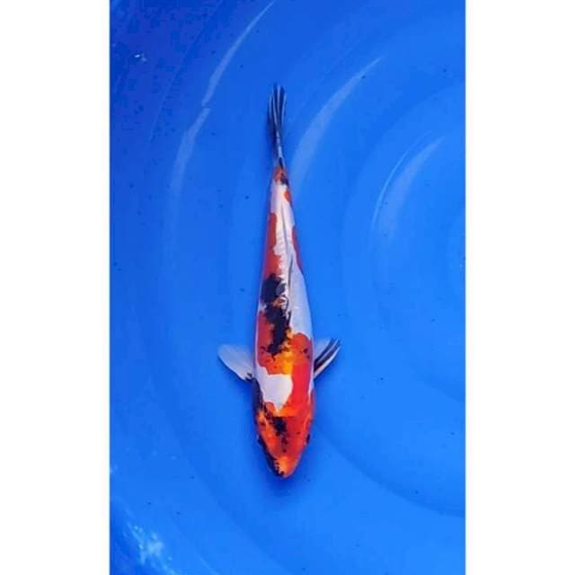 Antik/Langka Kin Showa Doitsu (Showa Doitsu Hikari) 27cm (M)