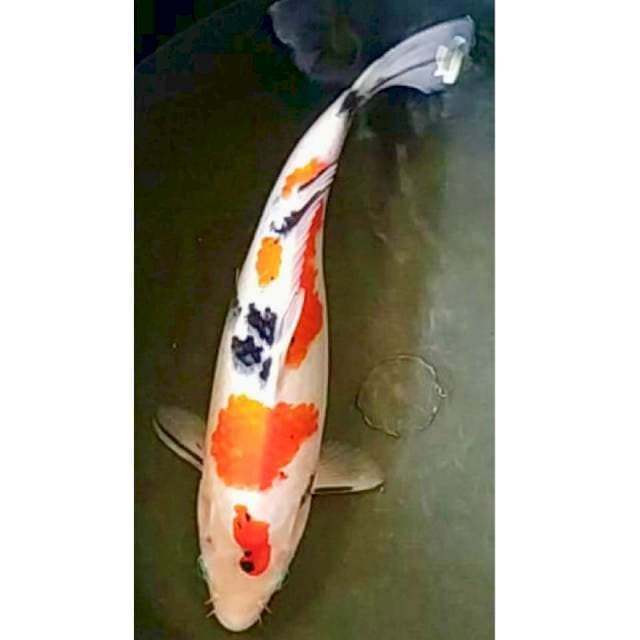 Sanke 32cm
