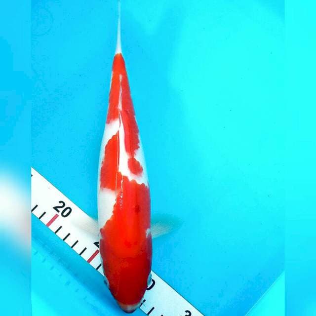 Kohaku 29cm
