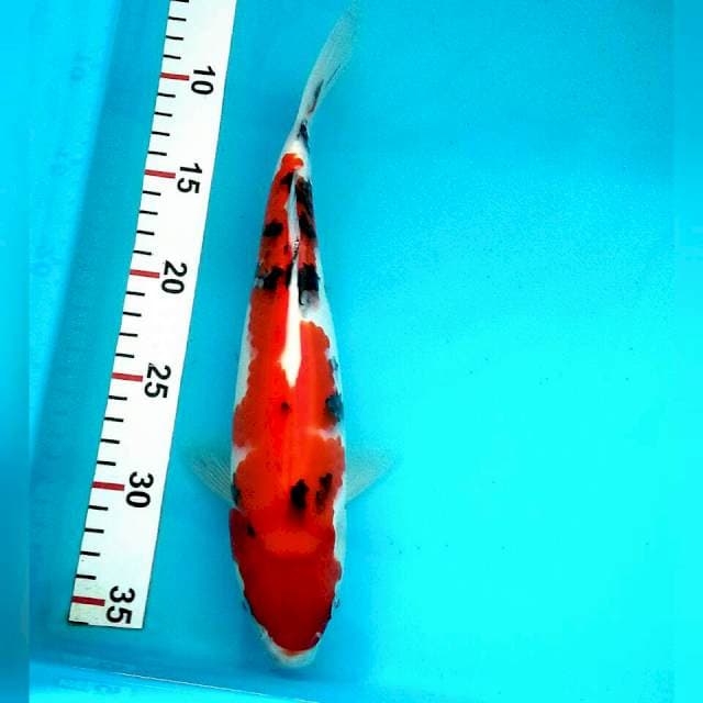 Sanke 29cm