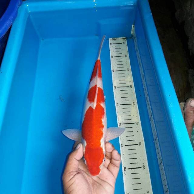 Red kohaku
