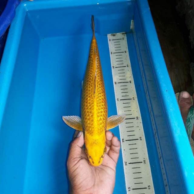 Mukasi ginrin male