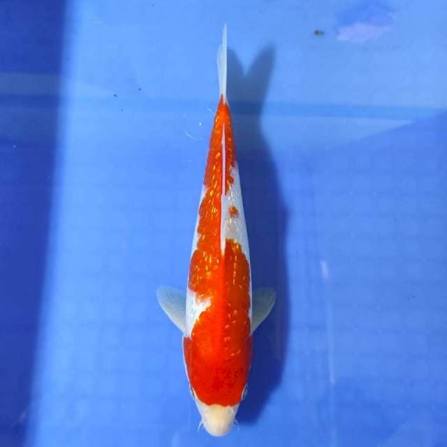 Kohaku ginrin 27 cm