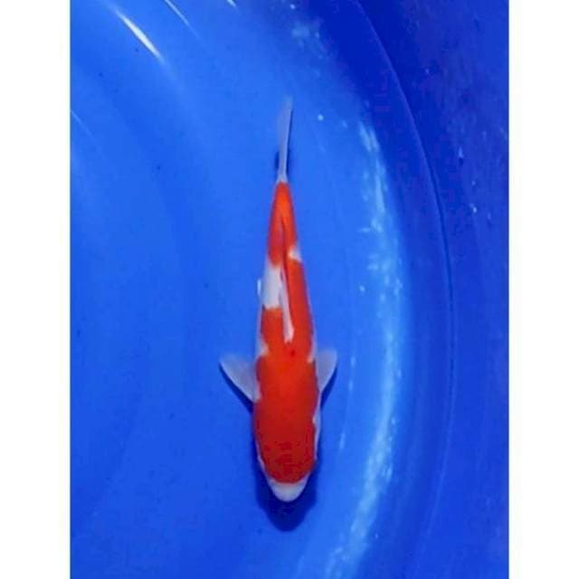 Strong Inazuma Kohaku Original 24cm (F)