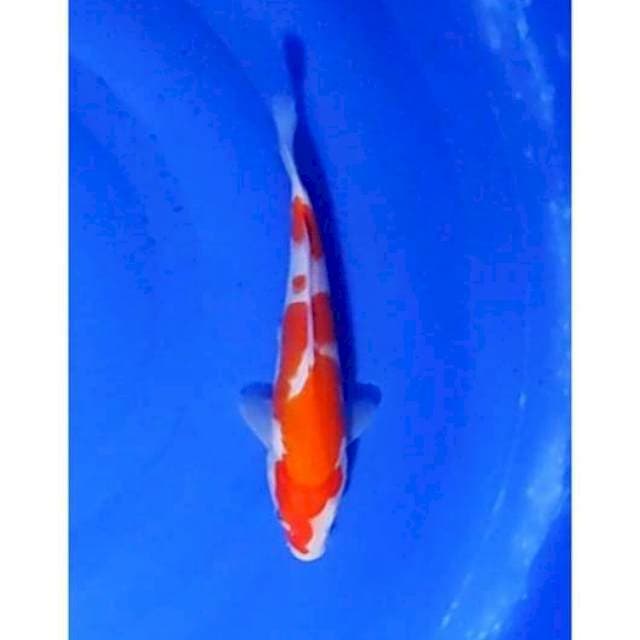 Strong Kohaku Original Patern 24cm (F)
