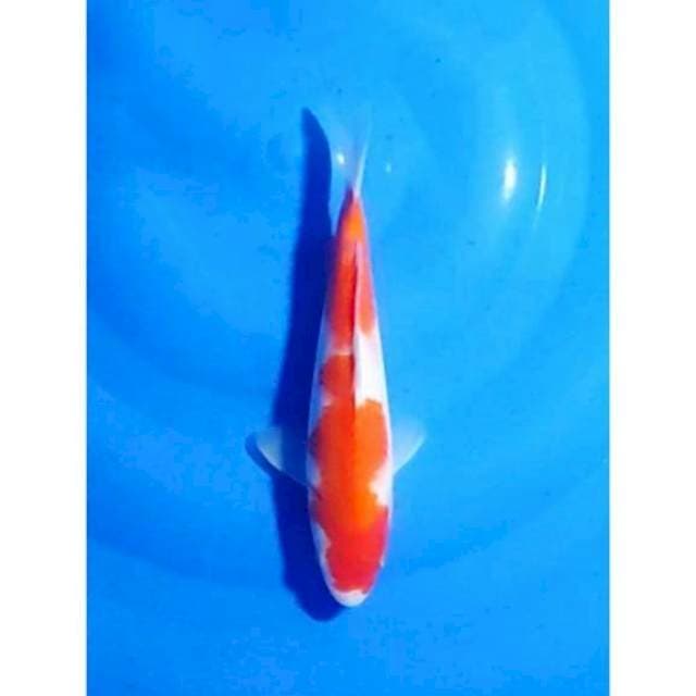 Original Inazuma Patern Kohaku 23cm (F)