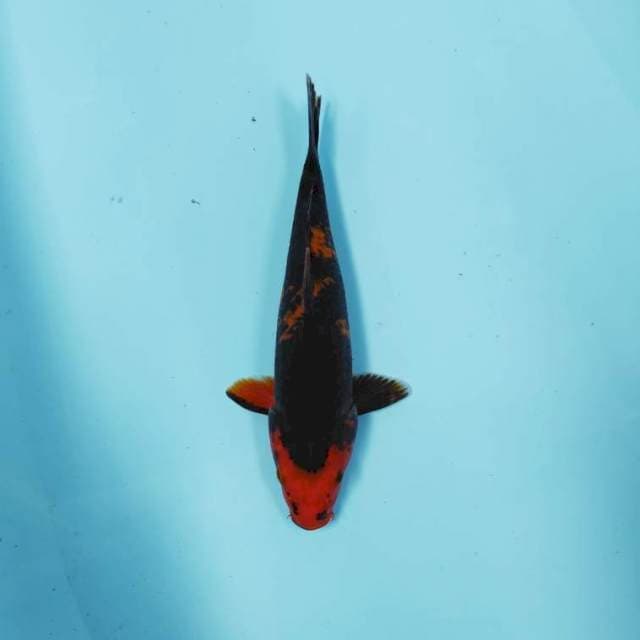 Black Utsuri