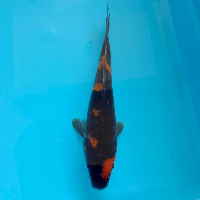 Hi Showa #20 cm
