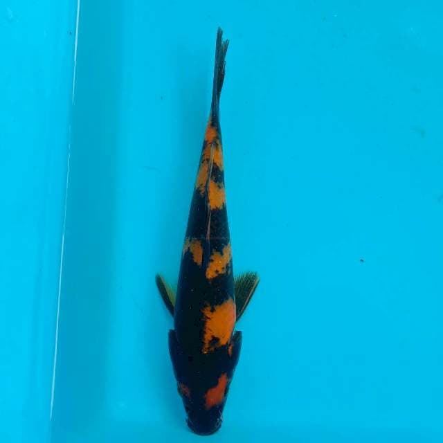Hi utsuri #19 cm