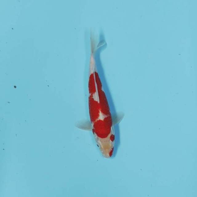 KOHAKU STRONG