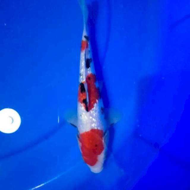 Sanke ginrin 25cm