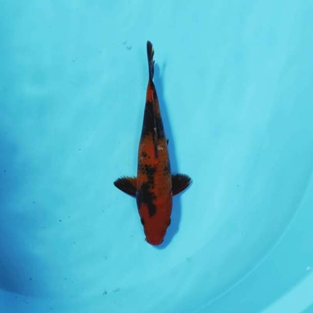 RED UTSURI