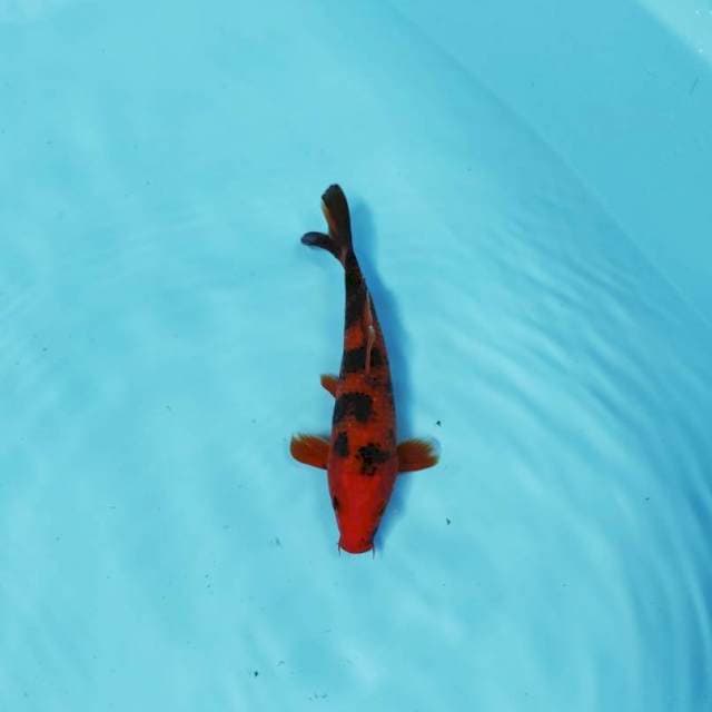 RED UTSURI