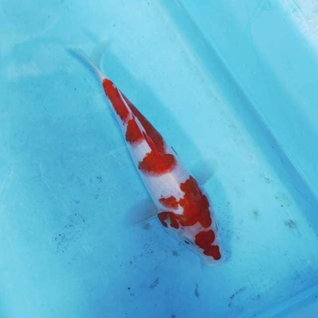 KOHAKU CEPLOK