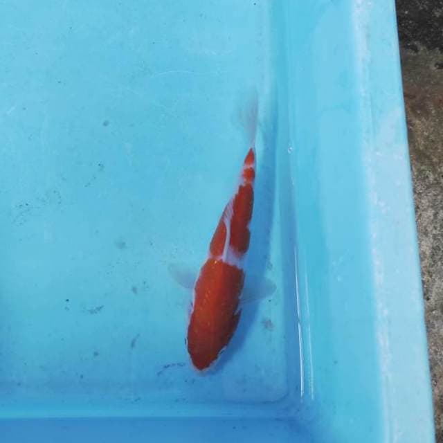 KOHAKU STEP 2