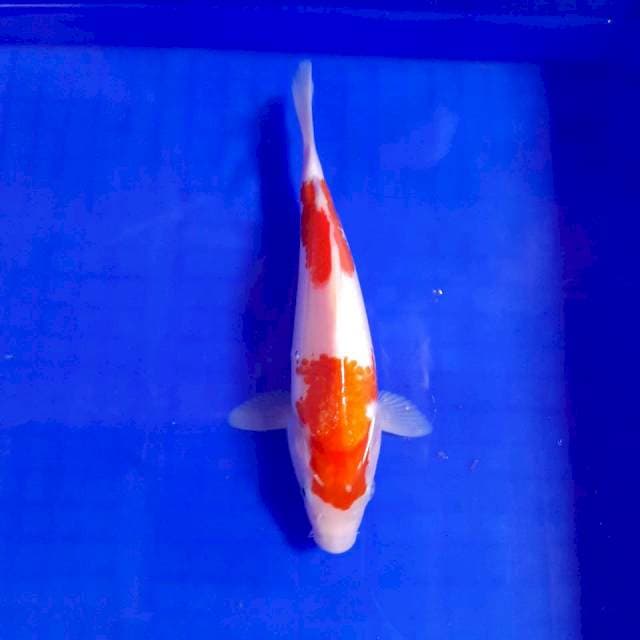 Kohaku Grade A || 23*