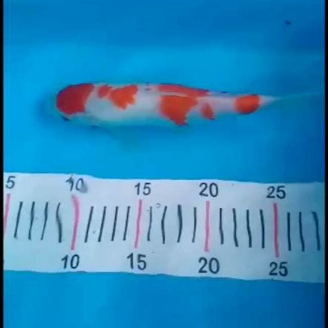 Maruten kohaku