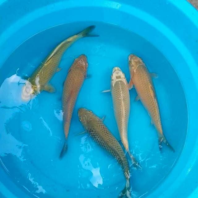 27cm mix penjinak kolam