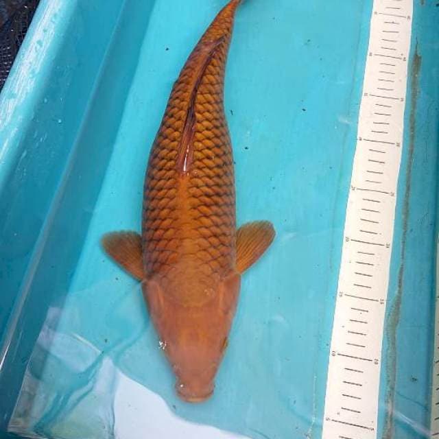 Chagoi 42cm Female