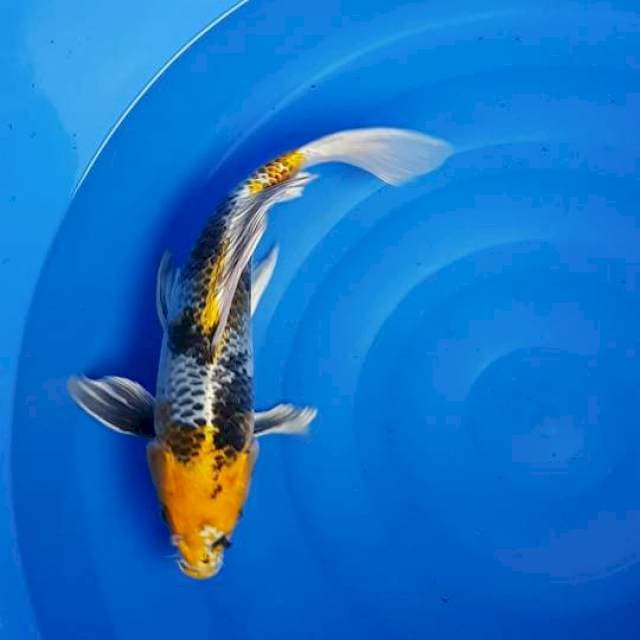 KAGESHOWA 42CM JANTAN