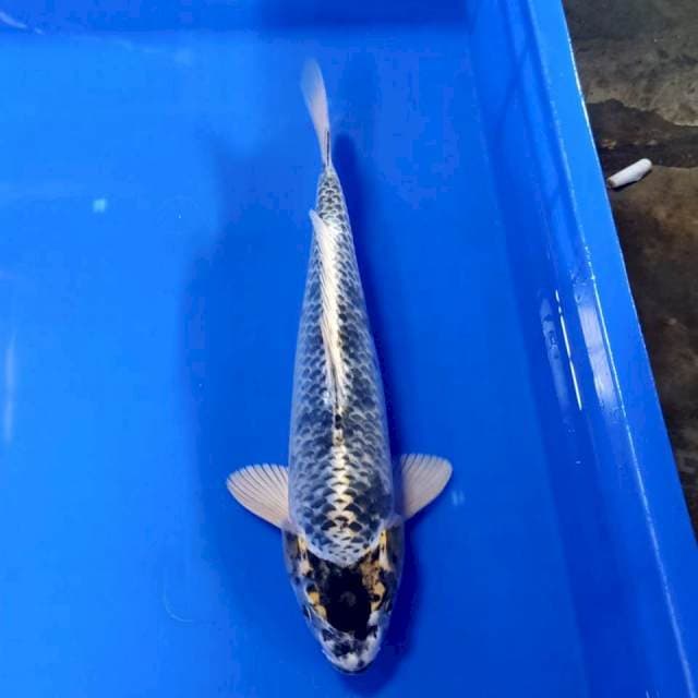 Gingga 34cm