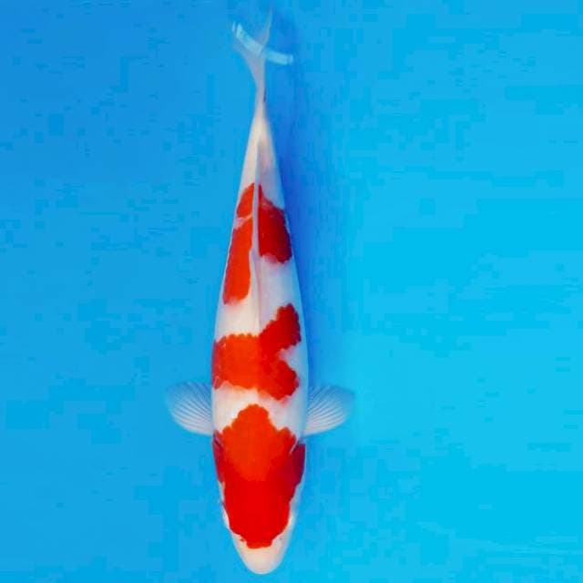 TENJIN 5 - KOHAKU 3 STEPS ®