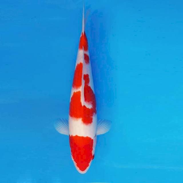 TENJIN 8 - KOHAKU ®