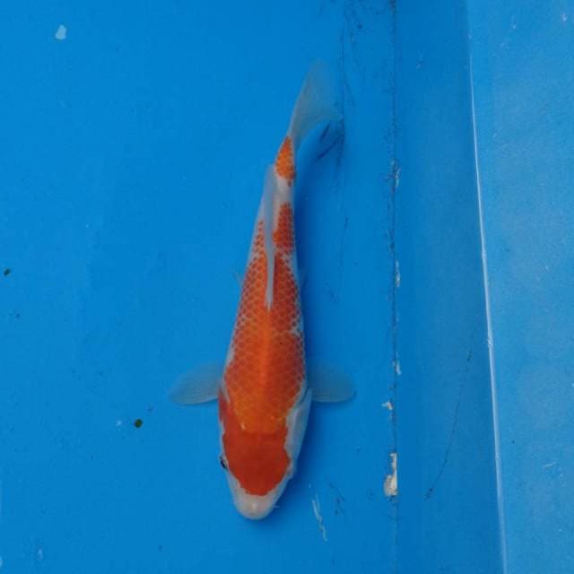 Kohaku Omoyo F1
