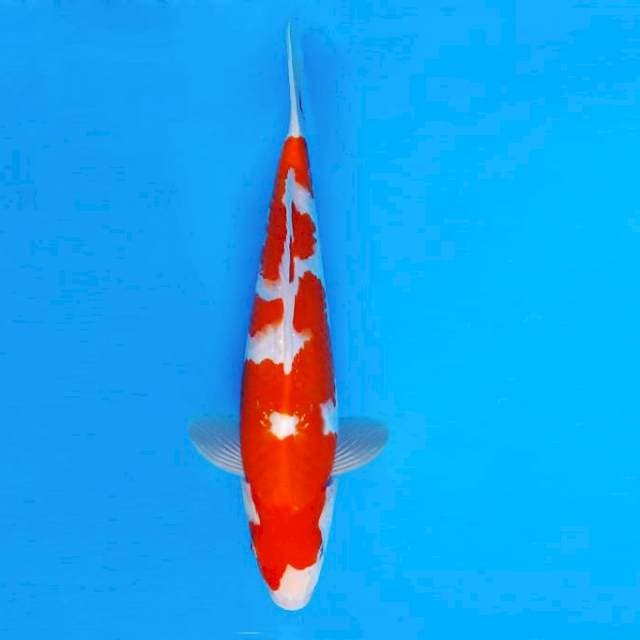 TENJIN 14 - KOHAKU ®